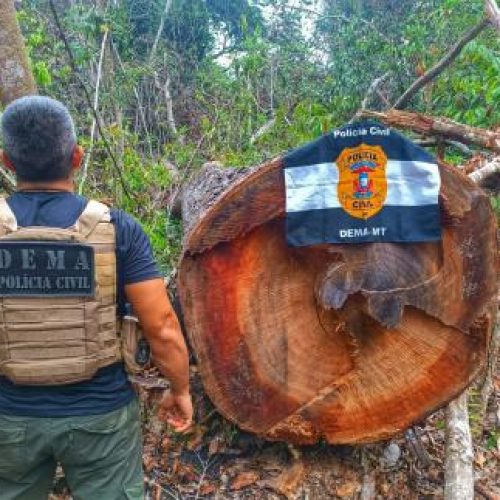 PC descobre extração ilegal de madeira em Querência